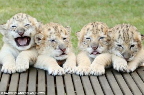 The Worlds First White Liger Cubs Are Rarest Big Cats On The Planet