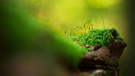 Wallpaper Sunlight Forest Nature Grass Plants Wood Closeup