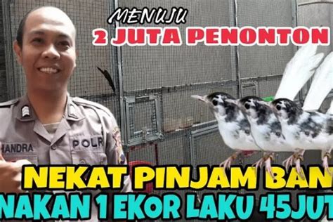 Sukses Ternak Burung Murai Batu Mutasi Panda Hingga Merambah Pasar