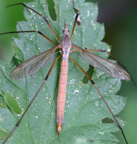 Tipula Paludosa NatureSpot