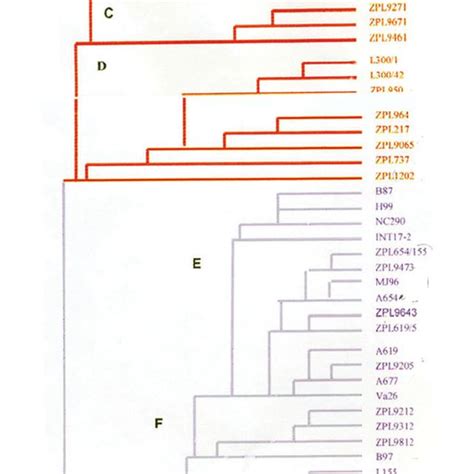 Cluster Analysis Of 96 Maize Inbred Lines Download Scientific Diagram