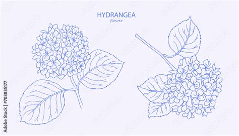 Line Art Illustration Of Hydrangea Logo Trendy Botanical Elements