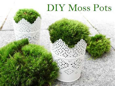 Diy Moss Pots Spring Craft With Living Moss Sew Historically