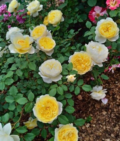 Саженцы английской розы жена поэта купить в Москве по цене от 2500 рублей