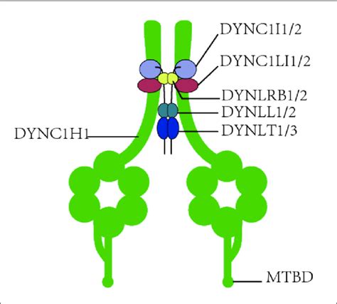 The structure of dynein1. Dynein1 is composed of four different types ...