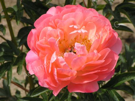 The Coral Sunset Peony | Adelman Peony Gardens