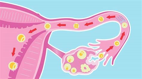 Progesterone The Feel Good Hormone Part 2 Vdk And Associates