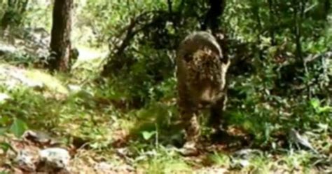 Rare Footage Captures America S Only Known Wild Jaguar For First Time