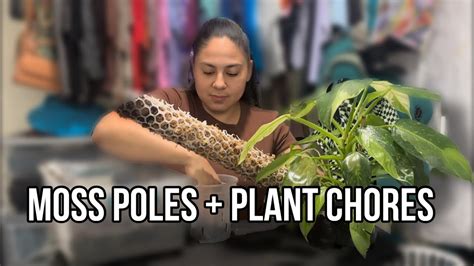 Moss Poles Repot Plant Chores YouTube