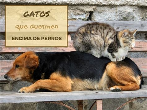 25 Fotos Divertidas De Gatos Durmiendo Encima De Perros