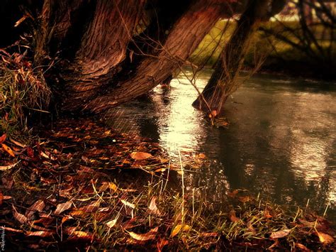 Hojas Secas Marrones Otoño Agua Tiras Naturaleza Lago Tira Río Hojas Amarillas Caídas