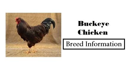 Buckeye Chicken Breed Information | Poultry Care Sunday