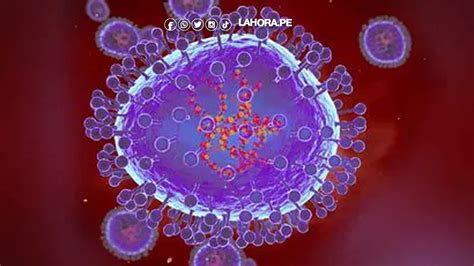 Qu Es Metapneumovirus Humano Hmpv S Ntomas Del Virus C Mo Se