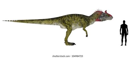 Illustration Comparison Size Adult Ceratosaurus Average Stock ...