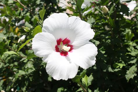 Fotos Gratis Flor P Talo Nica Flora Crisantemo Hibisco