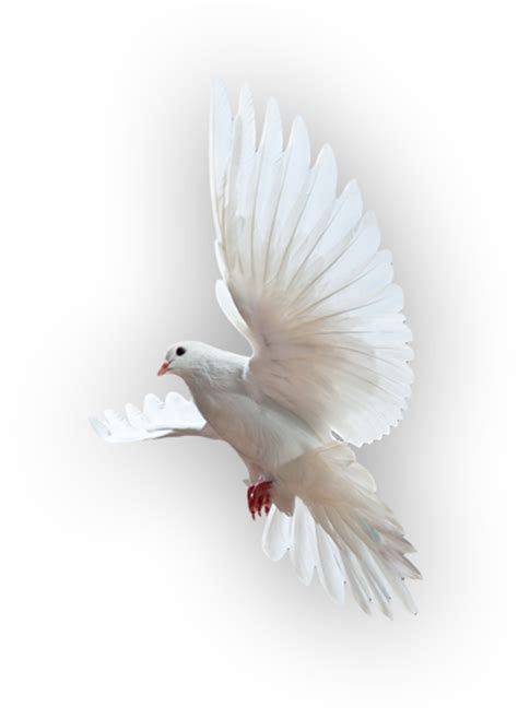 Holy Spirit Dove Png White Doves Flying Png Image With Transparent Images