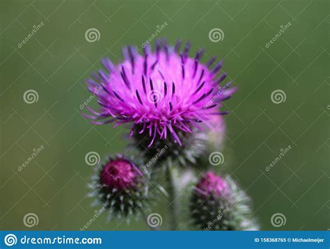 Carduus Acanthoides Known As The Spiny Plumeless Thistle Welted