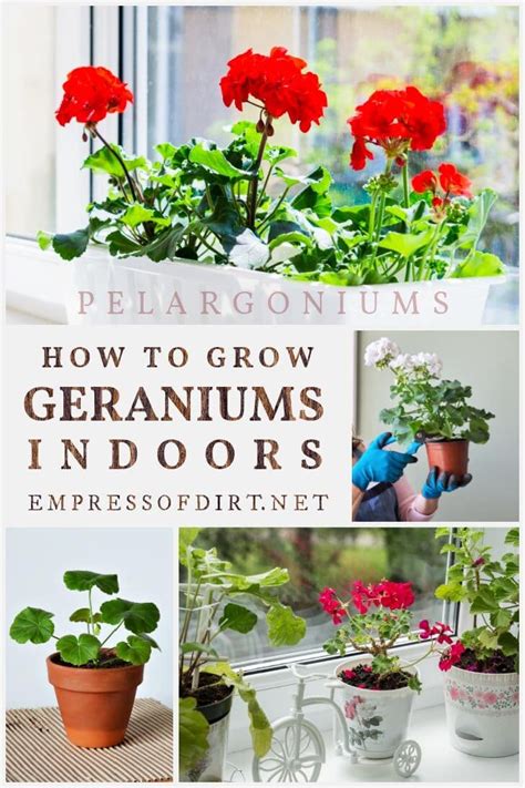 How to Grow Geraniums Indoors as Houseplants