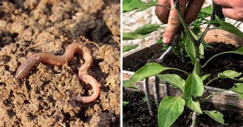 How To Get Rid Of Worms In Your Garden Garden Likes