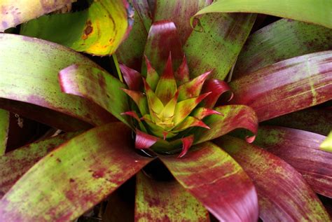 Johnson S Bromeliads Falconry Alcantarea Vinicolor