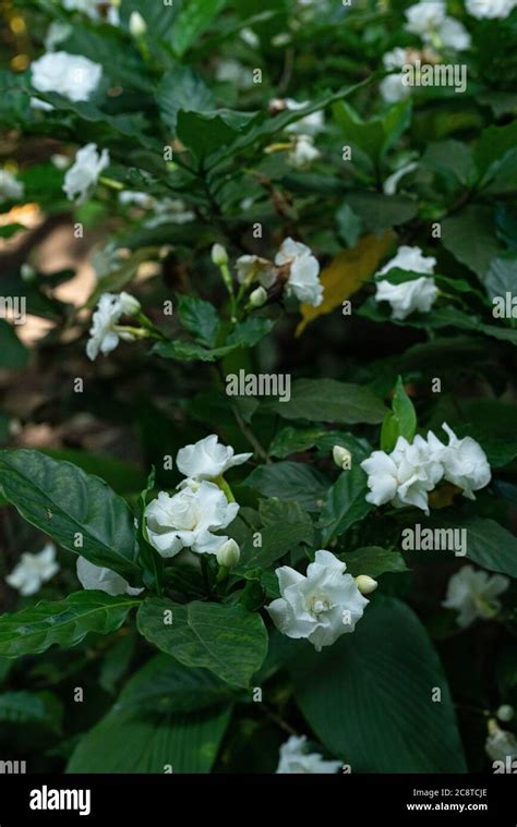 Gardenia Jasminoides White Big Flower And Green Leaf Stock Photo Alamy