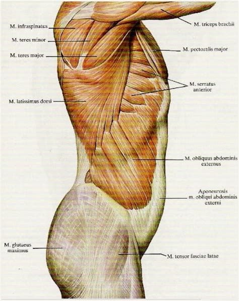 Muscle Oblique Externe De Labdomen Tiandi