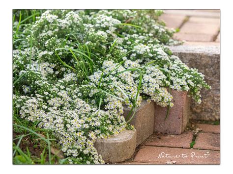 Rosen Unterpflanzen Beste Stauden Sommerblumen