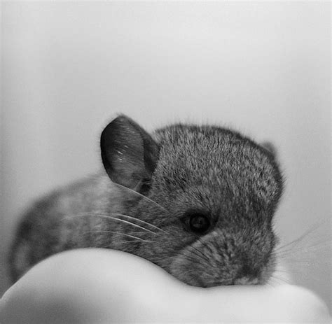 Black Baby Chinchillas