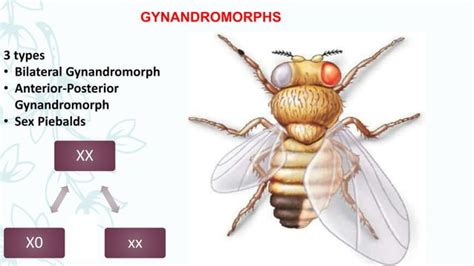 Sex Determination In Drosophila Human PPT