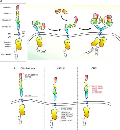 Emerging Functions Of The Egfr In Cancer Sigismund Molecular