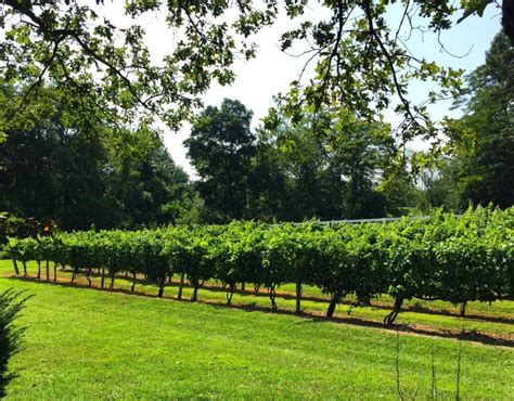 19 Best Wineries in Northern Virginia - Virginia Vacation Guide