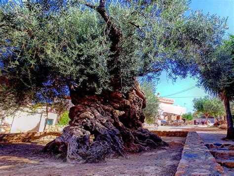 Olive Tree Museum of Vouves - All You Need to Know BEFORE You Go (2025)