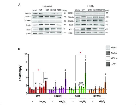 Modulation Of Proteins Involved In The Antioxidant Response By P53 Wt Download Scientific