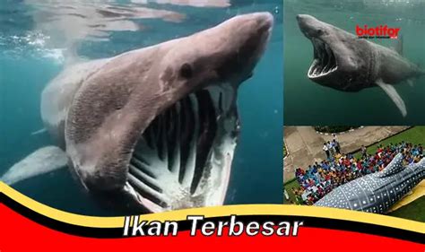 Ikan Terbesar Di Dunia Fakta Menarik Habitat Dan Ancaman Biotifor