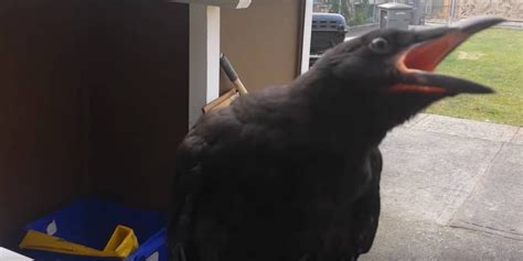 Canuck The Canadian Crow Steals Knife From Crime Scene Hates Cops