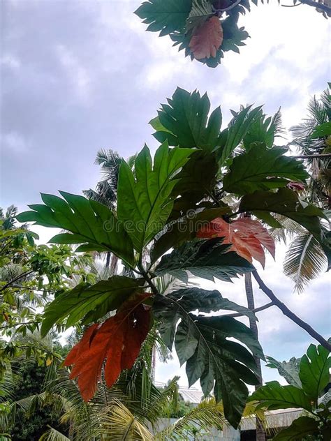 The Leaves of the Artocarpus Camansi Tree are Green and Brownish Stock Photo - Image of camansi ...