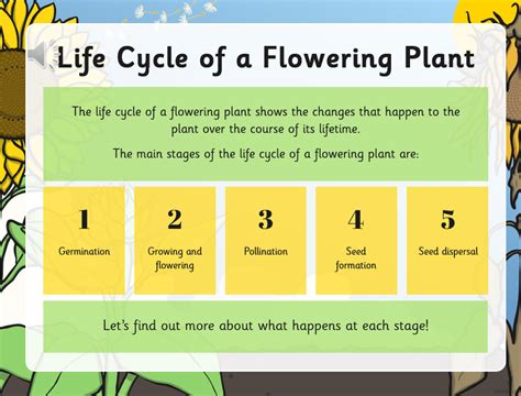 Life Cycle Of Flowering Plants Ms Grace Science Lessons