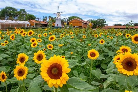 Campos De Flores Em Holambra Tudo Que Voc Precisa Saber