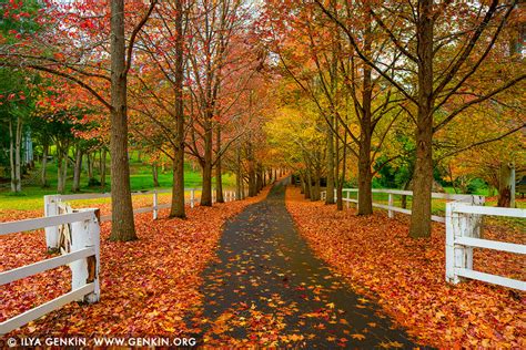 Autumn in Alley Image | Fine Art Landscape Photography | Ilya Genkin