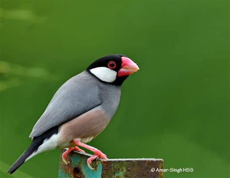 Java Sparrow Feeding On Grain Bird Ecology Study Group