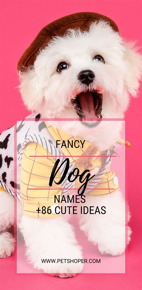 Fancy Dog Names 86 Top Stylish Ideas With Video Petshoper Fancy