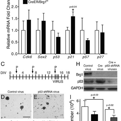 Brg1 Deletion Phenotype In Postnatal Neurospheres Is Rescued By P53