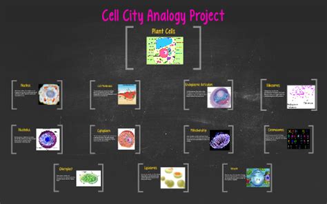 Plant Cell City Analogy