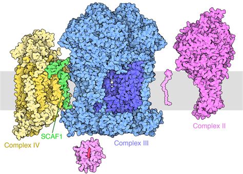 Pdb Molecule Of The Month Respiratory Supercomplex