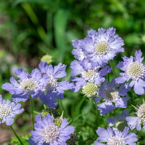 scabiosa fama deep blue guildford garden centre