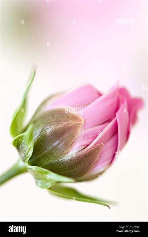 Portrait Of Pink Cosmos Bipinnatus Sonata Flowers In Bloom In Early