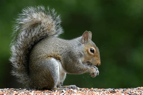 Squirrels Things You Must Know About These Nutty Creatures Atlas