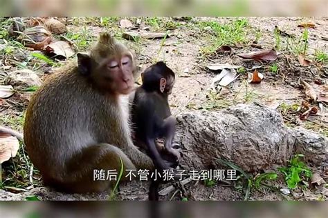 最残忍的母爱小猴子被妈妈推下悬崖想置小猴于死地