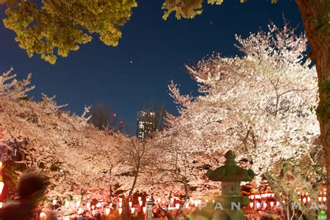 Little Japan Mama Night Sakura At Ueno Park