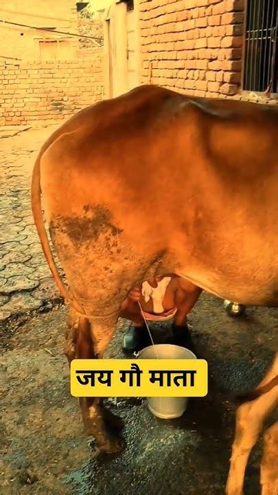 जय गौ माता Premanandjimaharaj Gaumata Vrindavan Youtobeshorts Sorts Jai Cow Youtube